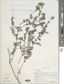 Crotalaria nigricans image