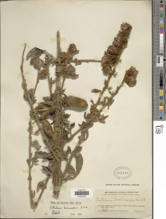 Crotalaria lachnophora image