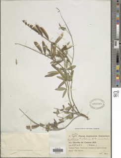 Image of Crotalaria glaucifolia