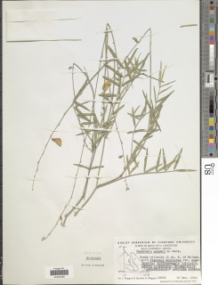 Tephrosia palmeri image