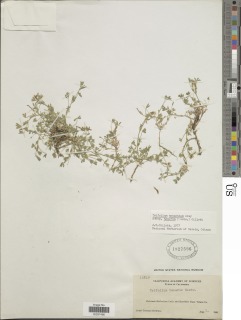 Trifolium monanthum subsp. tenerum image