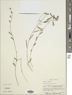 Image of Crotalaria karagwensis