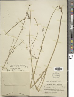 Image of Crotalaria deserticola