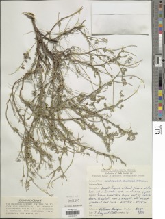 Image of Crotalaria dumosa