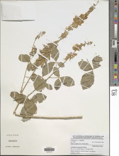 Crotalaria naragutensis image