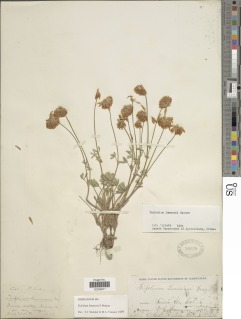Image of Trifolium lemmonii