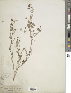 Lotus quinatus var. brachycarpus image