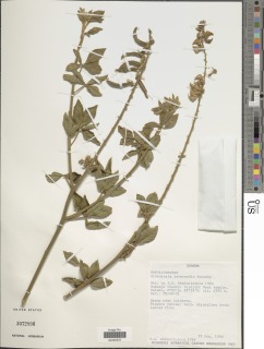 Crotalaria brevidens var. intermedia image