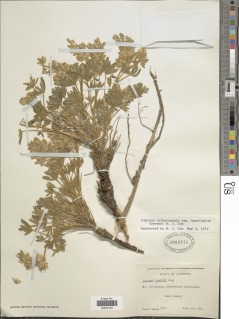 Lupinus lepidus var. culbertsonii image