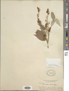 Desmodium amplifolium image