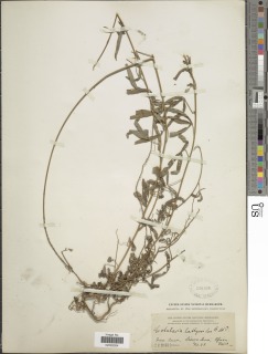 Crotalaria lathyroides image