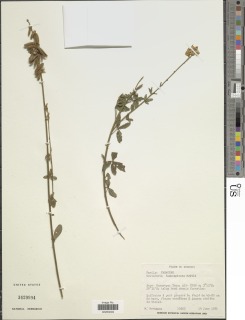 Image of Crotalaria subcapitata
