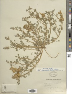 Lupinus bicolor subsp. pipersmithii image