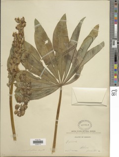 Lupinus polyphyllus var. grandifolius image