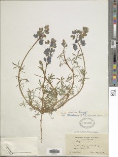 Lupinus nanus subsp. menkerae image