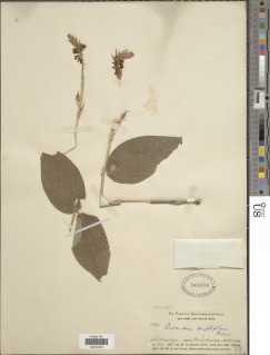 Image of Desmodium amplifolium