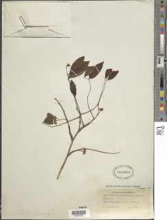 Dalbergia melanocardium image