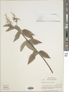 Desmodium amplifolium image