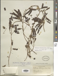 Chaetocalyx latisiliqua image