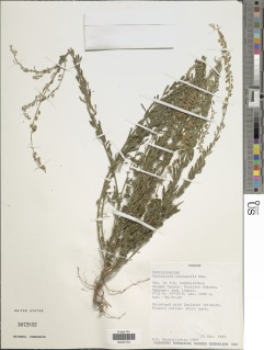 Crotalaria becquetii image