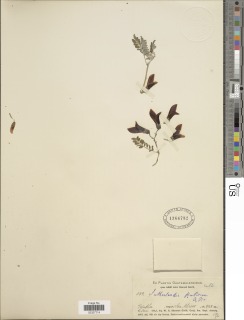 Image of Sutherlandia frutescens