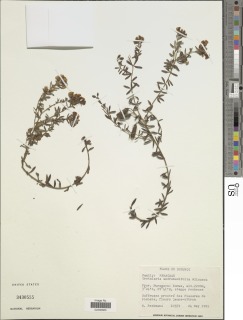 Crotalaria andromedifolia image
