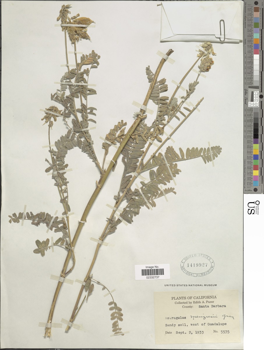 Astragalus nuttallii image