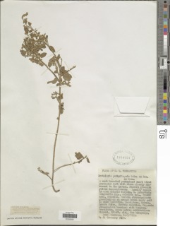 Crotalaria anthyllopsis image