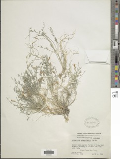 Astragalus panamintensis image
