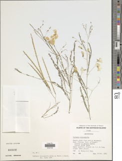 Sesbania microphylla image