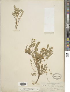 Astragalus lentiginosus var. araneosus image