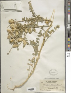 Astragalus crotalariae image