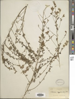 Crotalaria argyrolobioides image