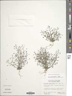 Image of Nemacladus australis
