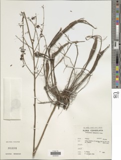 Aeschynomene leptophylla image