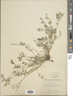 Astragalus lemmonii image