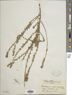 Crotalaria adenocarpoides image