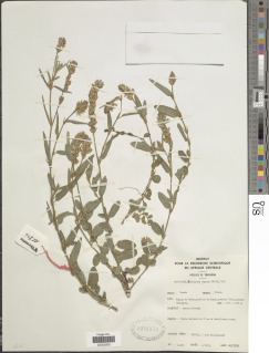 Alysicarpus rugosus image