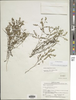 Zornia thymifolia image