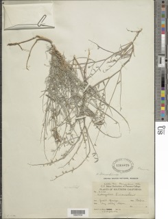 Image of Astragalus bernardinus