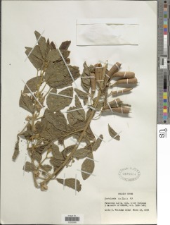 Crotalaria axillaris image