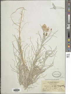 Astragalus magdalenae var. peirsonii image