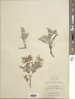 Astragalus malacus image