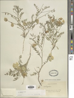 Image of Astragalus nutans