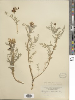 Astragalus bolanderi image