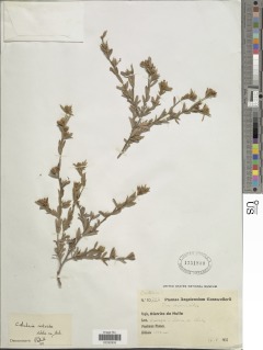 Crotalaria cistoides image