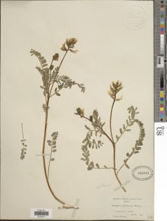 Astragalus accidens var. hendersonii image