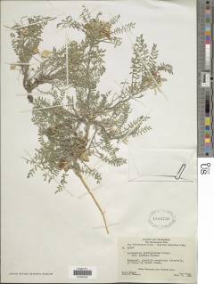 Astragalus lentiginosus var. semotus image