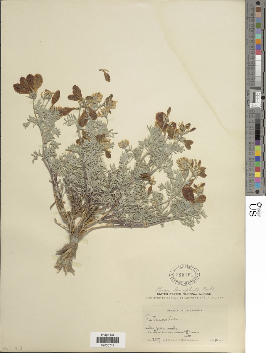Astragalus whitneyi var. lenophyllus image