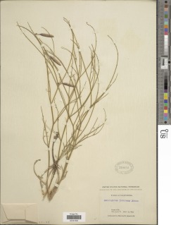 Image of Astragalus inversus